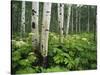 Cow Parsnip Growing in Aspen Grove, White River National Forest, Colorado, USA-Adam Jones-Stretched Canvas