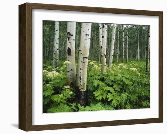 Cow Parsnip Growing in Aspen Grove, White River National Forest, Colorado, USA-Adam Jones-Framed Premium Photographic Print