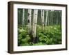 Cow Parsnip Growing in Aspen Grove, White River National Forest, Colorado, USA-Adam Jones-Framed Premium Photographic Print