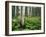 Cow Parsnip Growing in Aspen Grove, White River National Forest, Colorado, USA-Adam Jones-Framed Premium Photographic Print