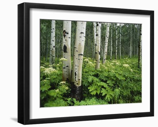 Cow Parsnip Growing in Aspen Grove, White River National Forest, Colorado, USA-Adam Jones-Framed Premium Photographic Print