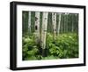 Cow Parsnip Growing in Aspen Grove, White River National Forest, Colorado, USA-Adam Jones-Framed Premium Photographic Print