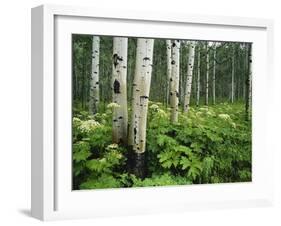 Cow Parsnip Growing in Aspen Grove, White River National Forest, Colorado, USA-Adam Jones-Framed Premium Photographic Print