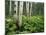 Cow Parsnip Growing in Aspen Grove, White River National Forest, Colorado, USA-Adam Jones-Mounted Premium Photographic Print