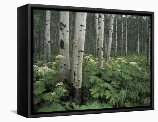 Cow Parsnip in Aspen Grove, White River National Forest, Colorado, USA-Adam Jones-Framed Stretched Canvas