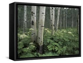 Cow Parsnip in Aspen Grove, White River National Forest, Colorado, USA-Adam Jones-Framed Stretched Canvas