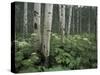 Cow Parsnip in Aspen Grove, White River National Forest, Colorado, USA-Adam Jones-Stretched Canvas