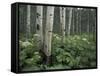 Cow Parsnip in Aspen Grove, White River National Forest, Colorado, USA-Adam Jones-Framed Stretched Canvas