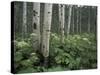 Cow Parsnip in Aspen Grove, White River National Forest, Colorado, USA-Adam Jones-Stretched Canvas