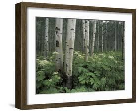 Cow Parsnip in Aspen Grove, White River National Forest, Colorado, USA-Adam Jones-Framed Premium Photographic Print