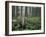 Cow Parsnip in Aspen Grove, White River National Forest, Colorado, USA-Adam Jones-Framed Premium Photographic Print