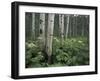 Cow Parsnip in Aspen Grove, White River National Forest, Colorado, USA-Adam Jones-Framed Premium Photographic Print