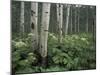 Cow Parsnip in Aspen Grove, White River National Forest, Colorado, USA-Adam Jones-Mounted Premium Photographic Print