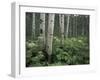 Cow Parsnip in Aspen Grove, White River National Forest, Colorado, USA-Adam Jones-Framed Photographic Print