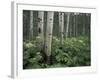 Cow Parsnip in Aspen Grove, White River National Forest, Colorado, USA-Adam Jones-Framed Photographic Print