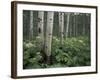 Cow Parsnip in Aspen Grove, White River National Forest, Colorado, USA-Adam Jones-Framed Photographic Print