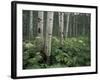 Cow Parsnip in Aspen Grove, White River National Forest, Colorado, USA-Adam Jones-Framed Photographic Print