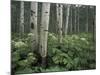 Cow Parsnip in Aspen Grove, White River National Forest, Colorado, USA-Adam Jones-Mounted Photographic Print