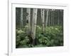 Cow Parsnip in Aspen Grove, White River National Forest, Colorado, USA-Adam Jones-Framed Photographic Print