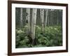 Cow Parsnip in Aspen Grove, White River National Forest, Colorado, USA-Adam Jones-Framed Photographic Print