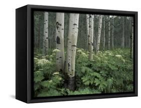 Cow Parsnip in Aspen Grove, White River National Forest, Colorado, USA-Adam Jones-Framed Stretched Canvas