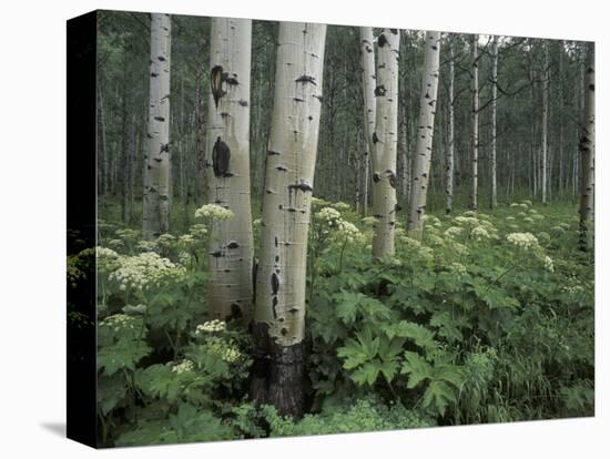 Cow Parsnip in Aspen Grove, White River National Forest, Colorado, USA-Adam Jones-Stretched Canvas