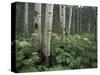 Cow Parsnip in Aspen Grove, White River National Forest, Colorado, USA-Adam Jones-Stretched Canvas