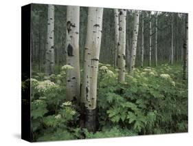 Cow Parsnip in Aspen Grove, White River National Forest, Colorado, USA-Adam Jones-Stretched Canvas