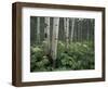 Cow Parsnip in Aspen Grove, White River National Forest, Colorado, USA-Adam Jones-Framed Photographic Print