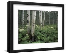 Cow Parsnip in Aspen Grove, White River National Forest, Colorado, USA-Adam Jones-Framed Photographic Print