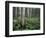 Cow Parsnip in Aspen Grove, White River National Forest, Colorado, USA-Adam Jones-Framed Photographic Print