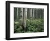 Cow Parsnip in Aspen Grove, White River National Forest, Colorado, USA-Adam Jones-Framed Photographic Print