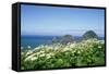 Cow Parsnip Plants Along Oregon Coastline-Darrell Gulin-Framed Stretched Canvas