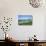 Cow Parsnip Plants Along Oregon Coastline-Darrell Gulin-Stretched Canvas displayed on a wall