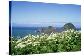 Cow Parsnip Plants Along Oregon Coastline-Darrell Gulin-Stretched Canvas