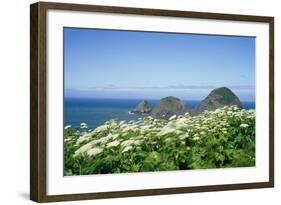 Cow Parsnip Plants Along Oregon Coastline-Darrell Gulin-Framed Photographic Print