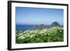 Cow Parsnip Plants Along Oregon Coastline-Darrell Gulin-Framed Photographic Print