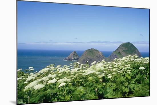 Cow Parsnip Plants Along Oregon Coastline-Darrell Gulin-Mounted Photographic Print