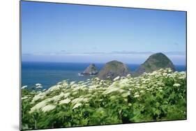 Cow Parsnip Plants Along Oregon Coastline-Darrell Gulin-Mounted Photographic Print