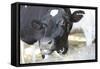 Cow Photo Art Print Poster-null-Framed Stretched Canvas