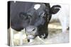 Cow Photo Art Print Poster-null-Stretched Canvas