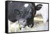 Cow Photo Art Print Poster-null-Framed Stretched Canvas