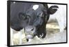 Cow Photo Art Print Poster-null-Framed Poster