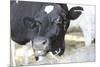 Cow Photo Art Print Poster-null-Mounted Poster