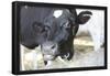 Cow Photo Art Print Poster-null-Framed Poster