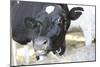 Cow Photo Art Print Poster-null-Mounted Poster