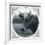 Cow Photograph-The Saturday Evening Post-Framed Giclee Print