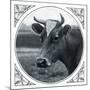 Cow Photograph-The Saturday Evening Post-Mounted Giclee Print