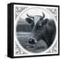 Cow Photograph-The Saturday Evening Post-Framed Stretched Canvas