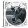 Cow Photograph-The Saturday Evening Post-Stretched Canvas